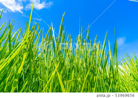 稲　出穂　初秋　【長野県】 53969656