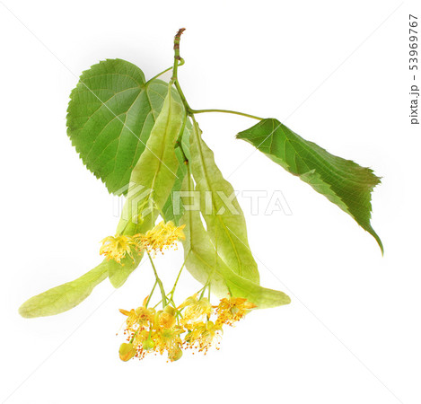 Linden (Tilia platyphyllos / cordata) leaves and 53969767