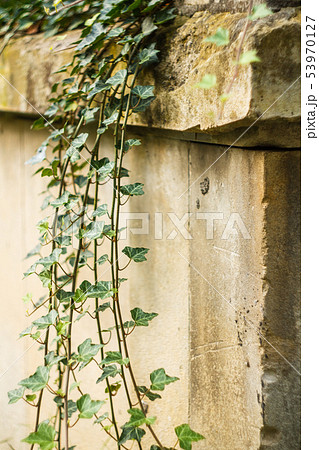 Ivy on Gray Concrete Plaster Wall Ivy on Gray Concrete Plaster Wall 53970127