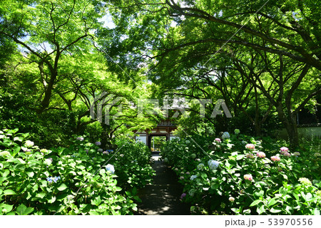 池田市 久安寺 紫陽花の参道と青モミジ 池田市 久安寺 紫陽花の参道と青モミジ 53970556