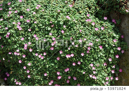 エロディウム・バリアビレ 53971024