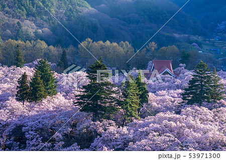 高遠城址公園の桜 長野県伊那市 高遠城址公園の桜 長野県伊那市 53971300