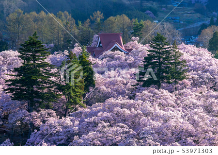高遠城址公園の桜　長野県伊那市 53971303