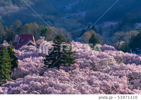 高遠城址公園の桜　長野県伊那市 53971310