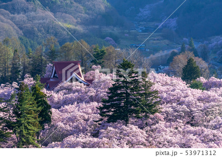 高遠城址公園の桜 長野県伊那市 高遠城址公園の桜 長野県伊那市 53971312