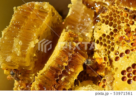 蜂箱から取り出し直後の巣蜜 クローズアップ 素材 背景 蜂箱から取り出し直後の巣蜜 クローズアップ 素材 背景 53971561