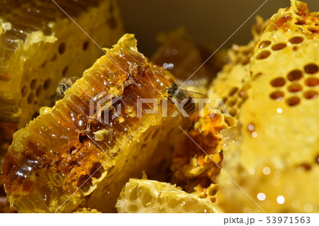 蜂箱から取り出し直後の巣蜜　クローズアップ　素材　背景 53971563