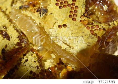 蜂箱から取り出し直後の巣蜜　クローズアップ　素材　背景 53971593