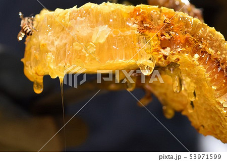 蜂箱から取り出し直後の巣蜜　クローズアップ　素材　背景 53971599