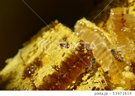 蜂箱から取り出し直後の巣蜜　クローズアップ　素材　背景 53971614