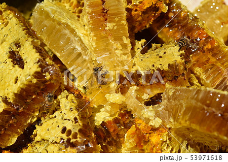 蜂箱から取り出し直後の巣蜜　クローズアップ　素材　背景 53971618