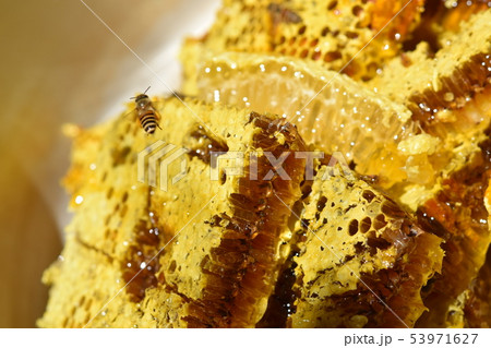 蜂箱から取り出し直後の巣蜜　クローズアップ　素材　背景 53971627