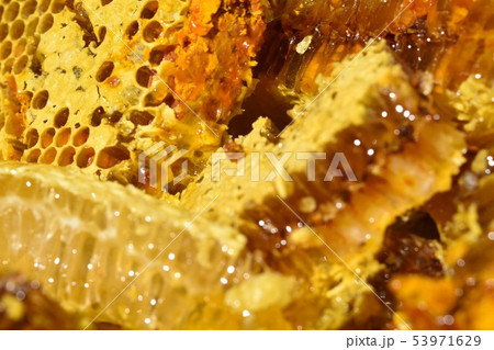 蜂箱から取り出し直後の巣蜜　クローズアップ　素材　背景　sdgs サステイナブル　環境問題　食料危 53971629