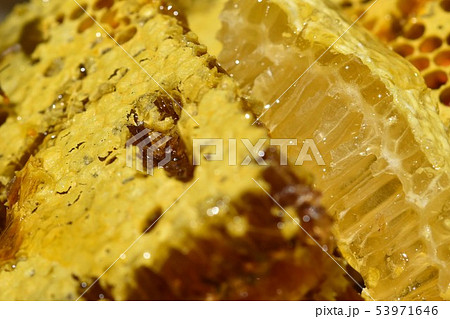蜂箱から取り出し直後の巣蜜　クローズアップ　素材　背景 53971646