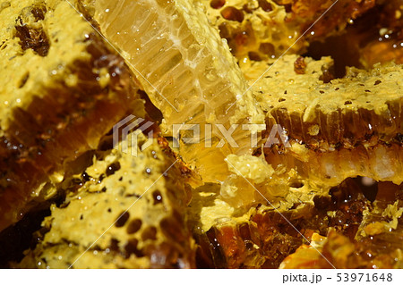 蜂箱から取り出し直後の巣蜜　クローズアップ　素材　背景 53971648