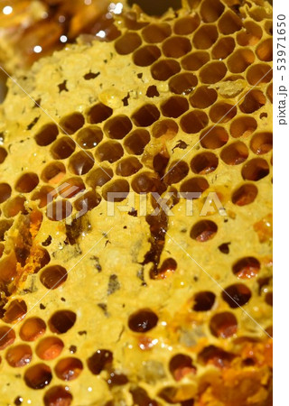 蜂箱から取り出し直後の巣蜜　クローズアップ　素材　背景 53971650