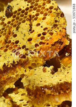 蜂箱から取り出し直後の巣蜜　クローズアップ　素材　背景 53971668
