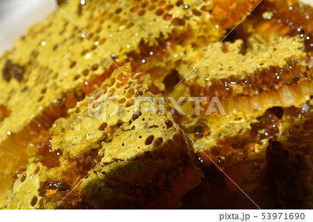 蜂箱から取り出し直後の巣蜜　クローズアップ　素材　背景 53971690