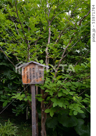 長谷寺の沙羅の樹 53971764