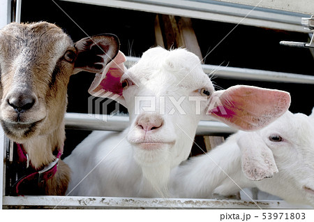 ヤギ 53971803
