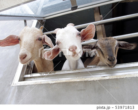 ヤギ 53971813