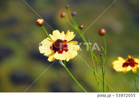 ハルシャギクの花 53972055