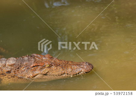 クロコダイル ベトナム ミトー クロコダイル ベトナム ミトー 53972158