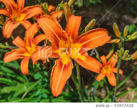 Close-up of large orange flower of lily  53972426