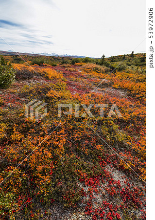 アラスカ　秋のマッキンレー地域の風景　Landscape of the fall Alaska 53972906