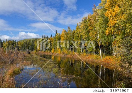アラスカ　秋のマッキンレー地域の風景　Landscape of the fall Alaska 53972907