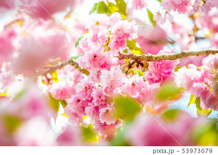Beautiful spring cherry blossom bloom sunny day 53973079