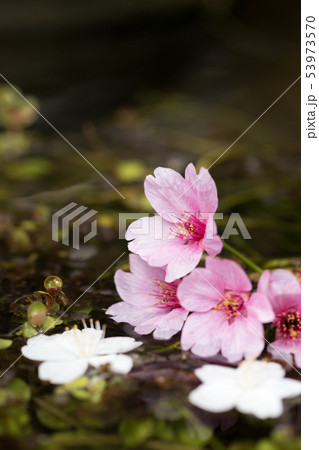 桜の花　春のイメージ 53973570
