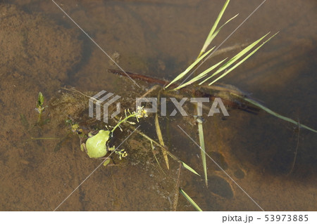 水田のアマガエル 53973885