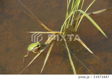 水田のアマガエル 53973887