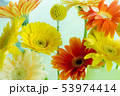 鮮やかなお花 53974414