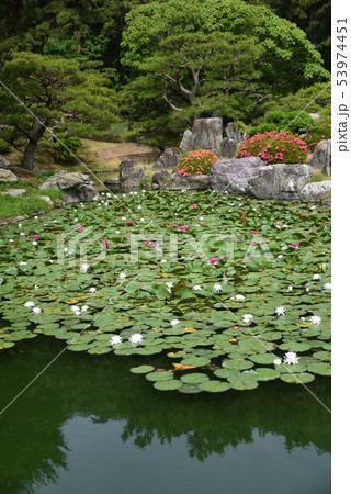 名勝栗林公園の涵翠池のスイレン 53974451