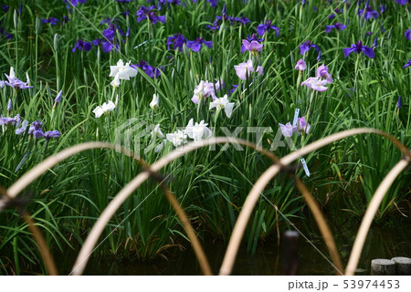 竹囲いと花ショウブ 竹囲いと花ショウブ 53974453