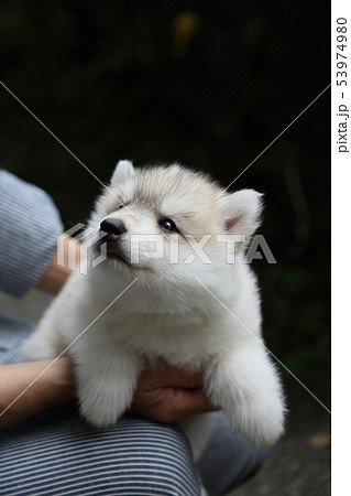 シベリアンハスキーの子犬の写真素材
