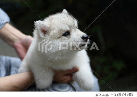 シベリアンハスキーの子犬の写真素材