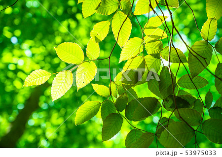 新緑・エコイメージ 新緑・エコイメージ 53975033