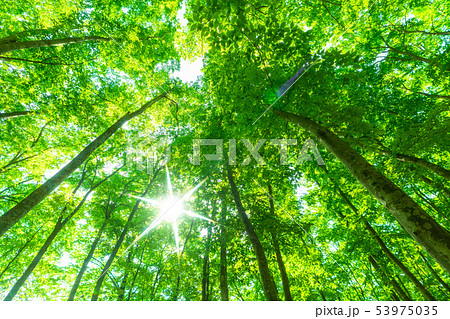 新緑・エコイメージ 53975035