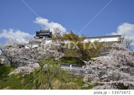 京都 福知山市 春の福知山城 桜満開の写真素材