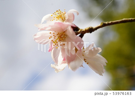 京都御苑の十月桜 53976163
