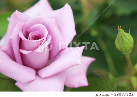 紫のバラ2 53977202