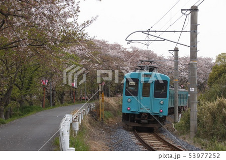 桜と和歌山線105系電車 53977252