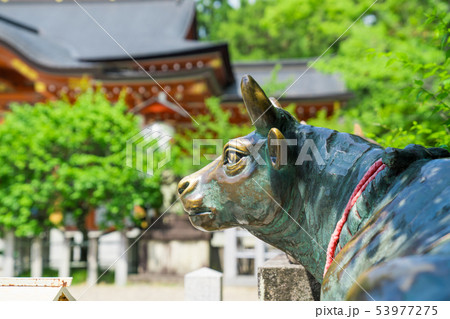 京都　長岡天満宮　牛の像 53977275
