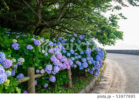 花 花 53977695
