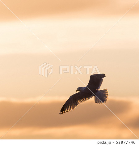 Flying Herring Gull by a colored sky 53977746