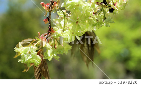 御衣黄桜 53978220