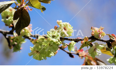 御衣黄桜 53978224